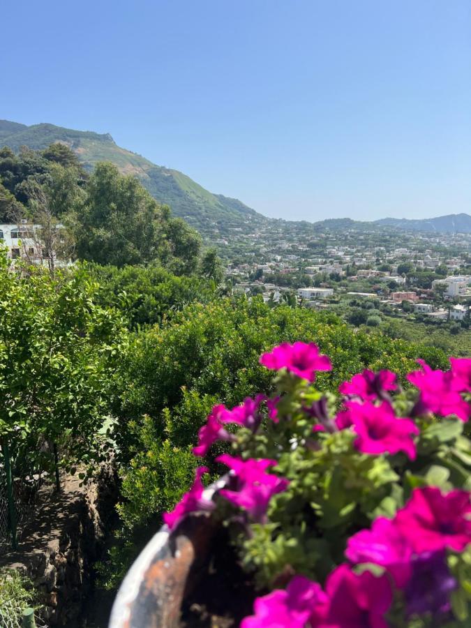 Forio di IschiaBlu Panorama住宿加早餐旅馆 外观 照片